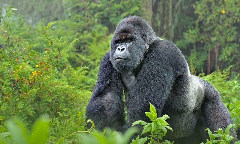 Mountain Gorilla Silver Back