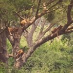 Climbing Lions at Queen Elizabeth